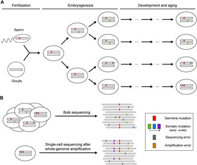 Frontiers | Identification Of Somatic Mutations From Bulk And Single ...